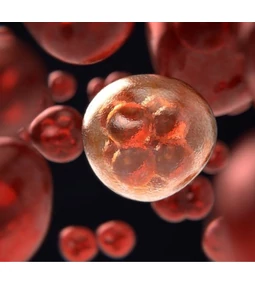 A Sejtek rejtélye, avagy...