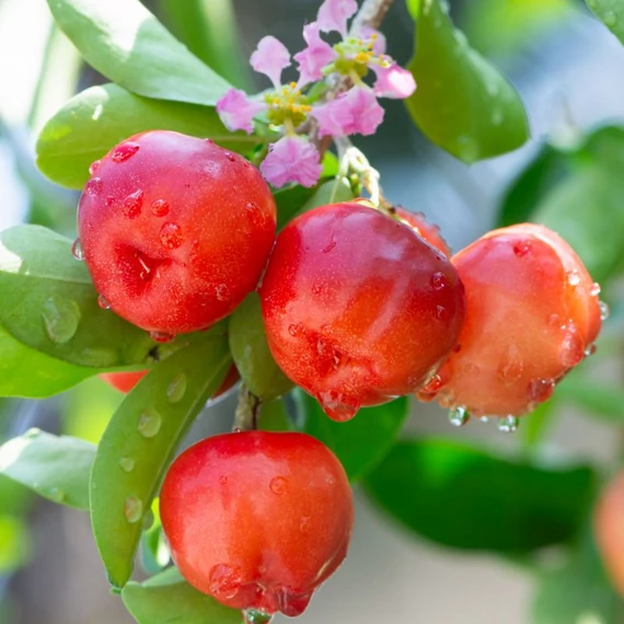 acerola termese maradjegyensulyban