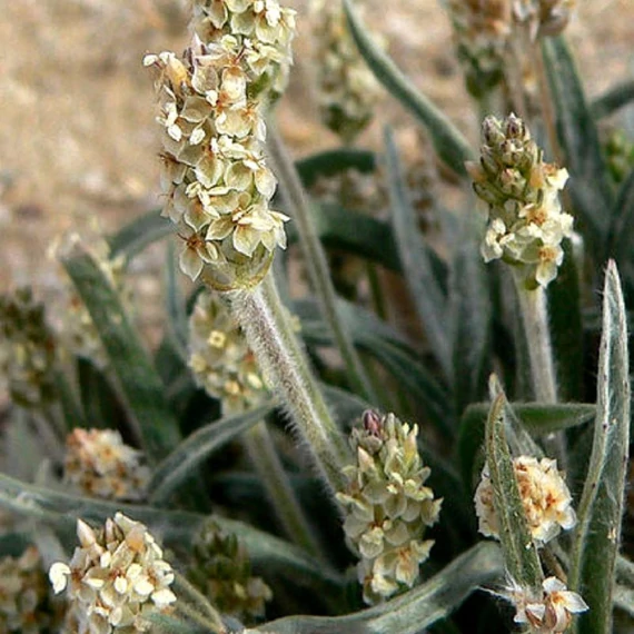 colonum_utifumaghej maradjegyensulyban