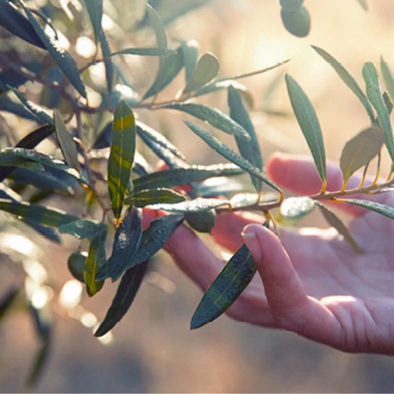 olajfalevel maradjegyensulyban