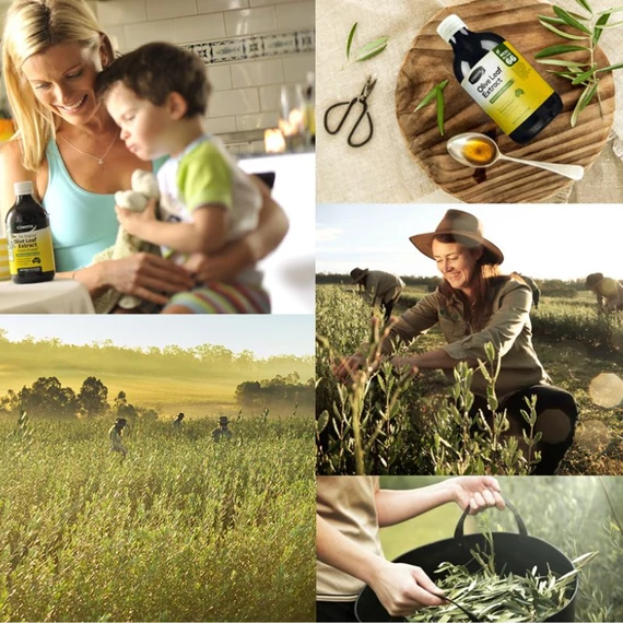 olajfalevel termes 1 maradjegyensulyban