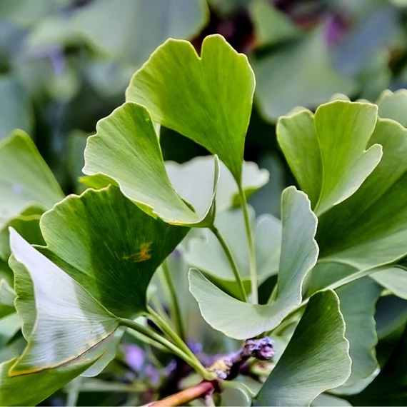 ginko biloba maradjegyensulyban