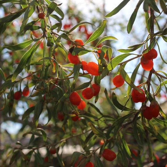 goji fa maradjegyensulyban