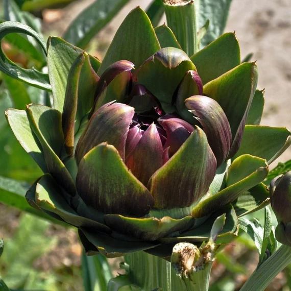 hepadex_articsoka_2 maradjegyensulyban