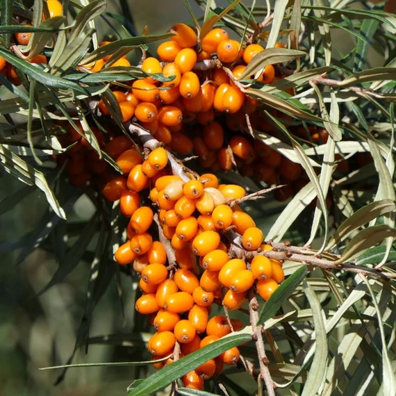 homoktovis termes maradjegyensulyban