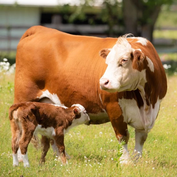 kolosztrum előtej maradjegyensulyban
