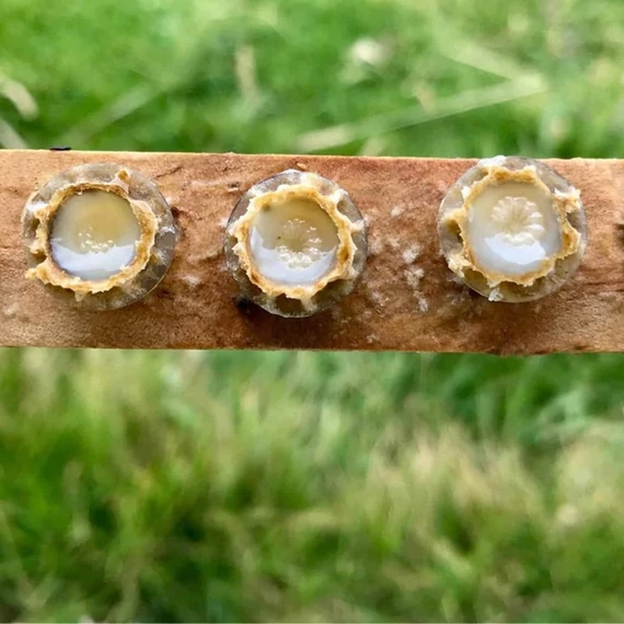 mehpempo gyujtes maradjegyensulyban