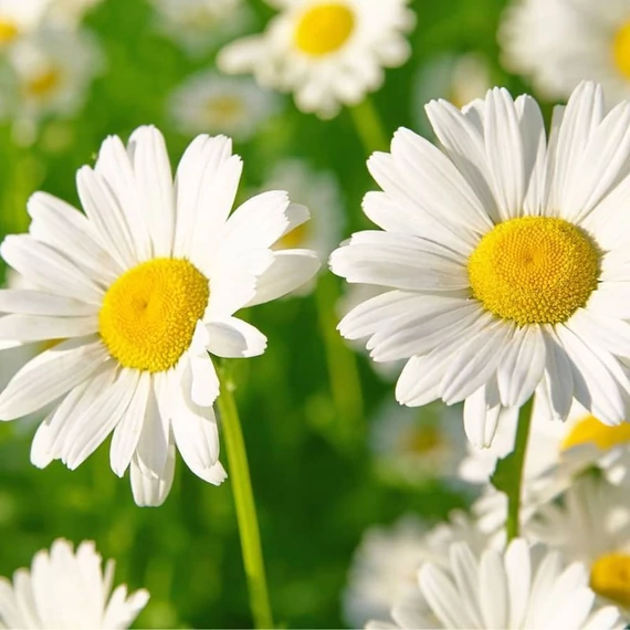 venoptim kamilla maradjegyensulyban