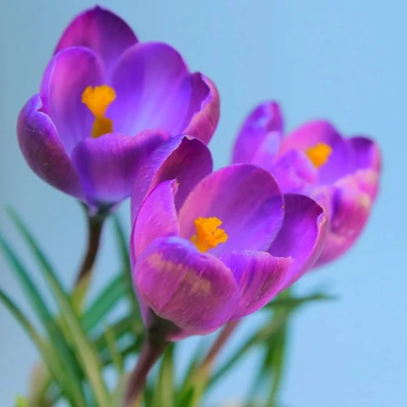 spanyol_safrany_virag maradjegyensulyban