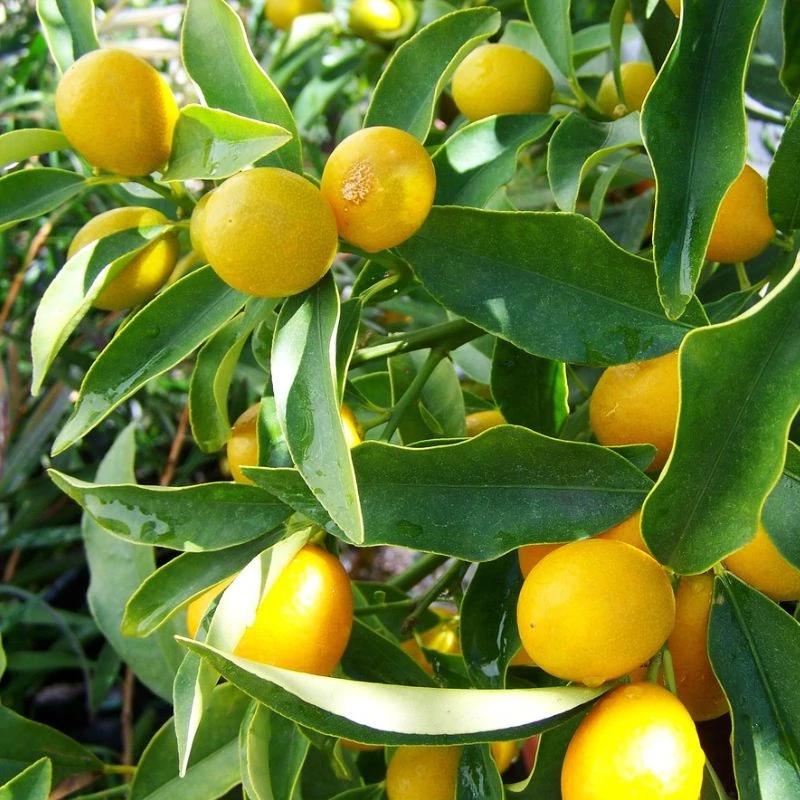 citromok maradjegyensulyban