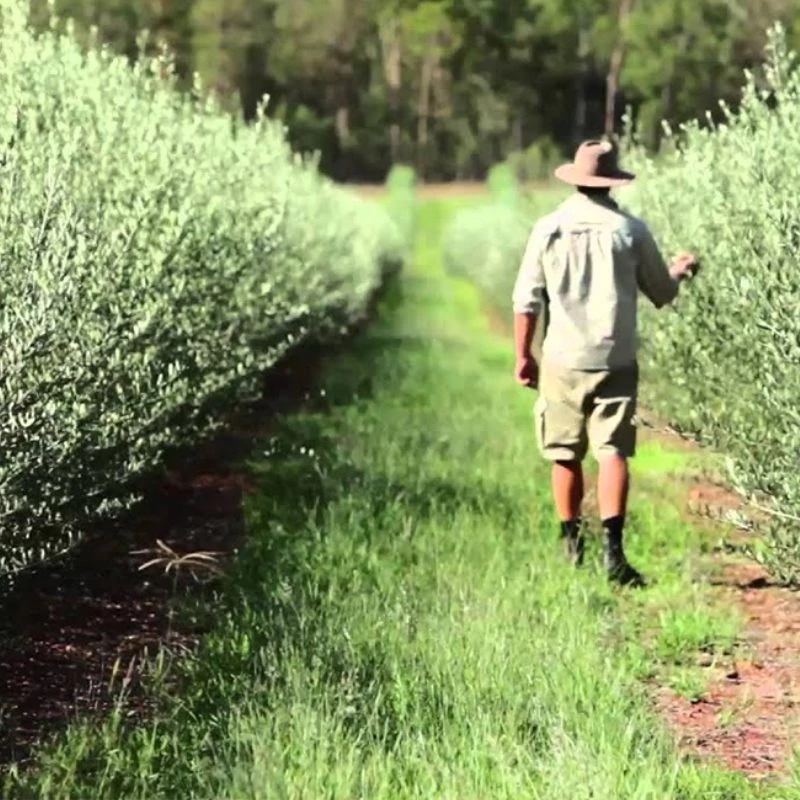 Olajfalevel ultetveny ausztralia maradjegyensulyban