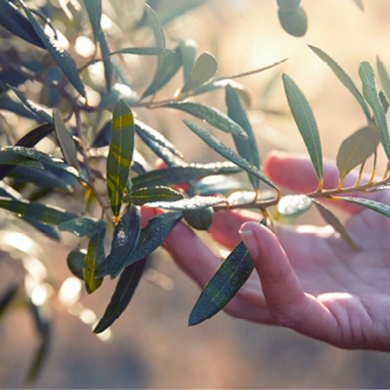 olajfalevel maradjegyensulyban