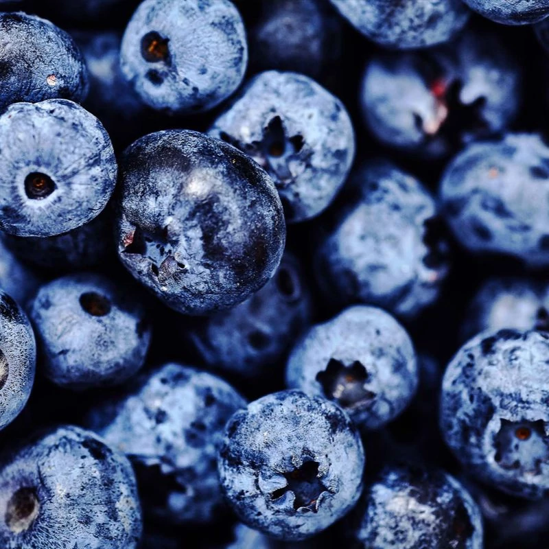 fekete afonya bogyos gyumolcs maradjegyensulyban