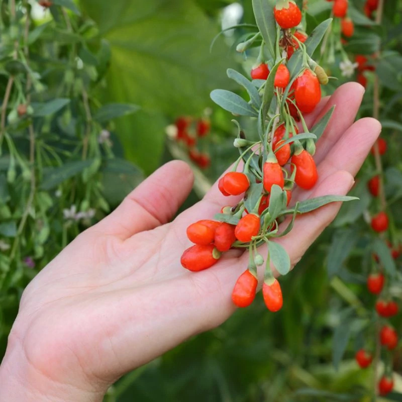 goji termes maradjegyensulyban