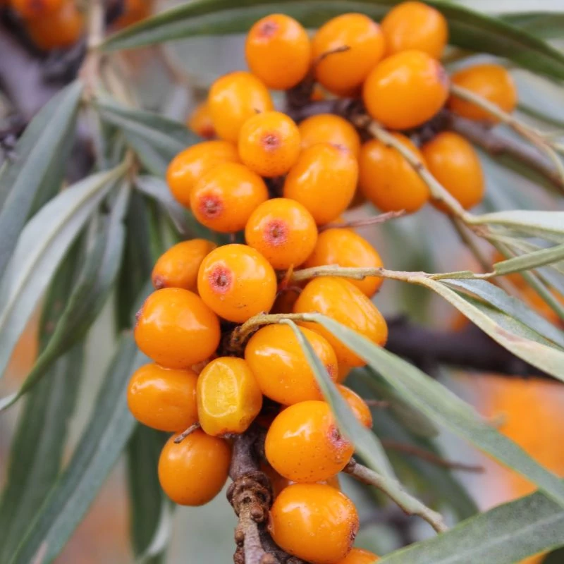 homoktovis maradjegyensulyban