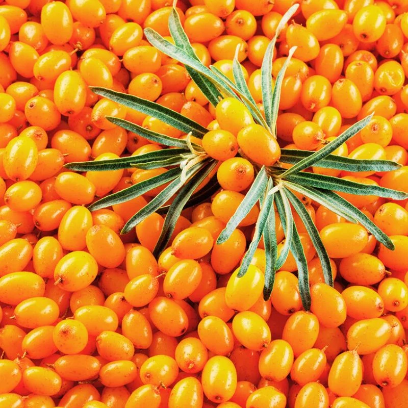 homoktovis gyumolcs maradjegyensulyban