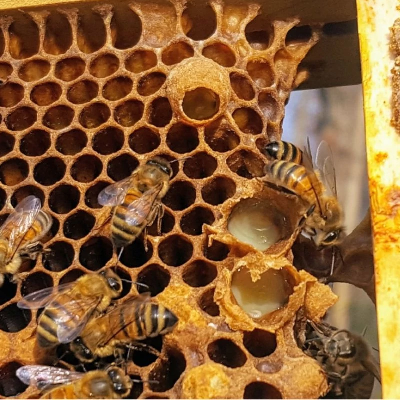 meh kaptar 02 maradjegyensulyban