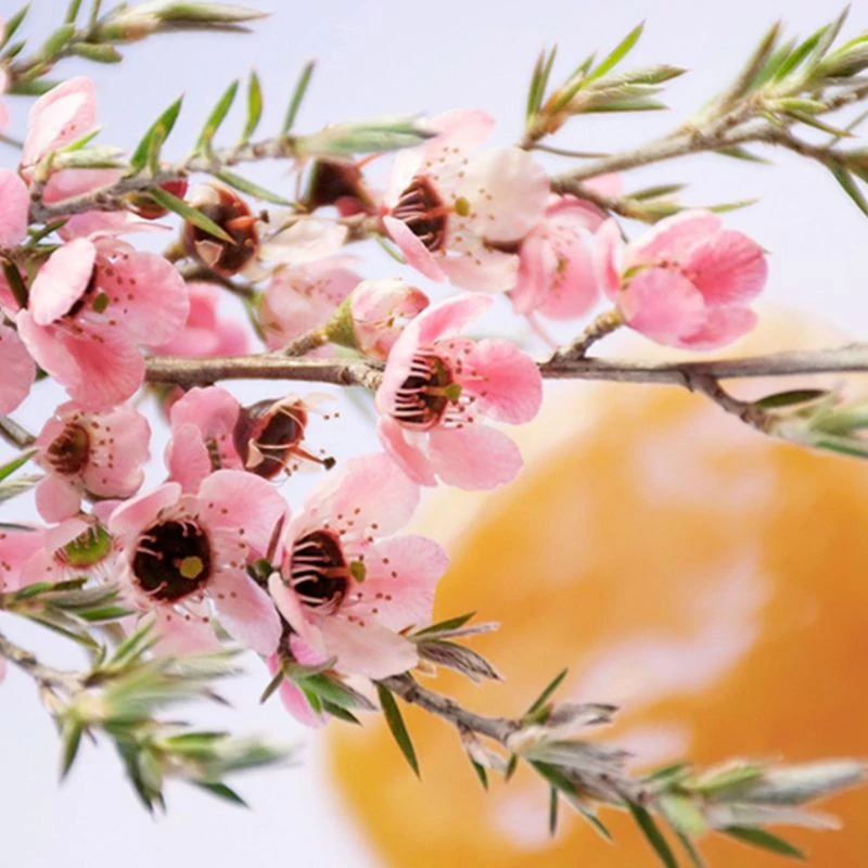 manuka noveny mez maradjegyensulyban