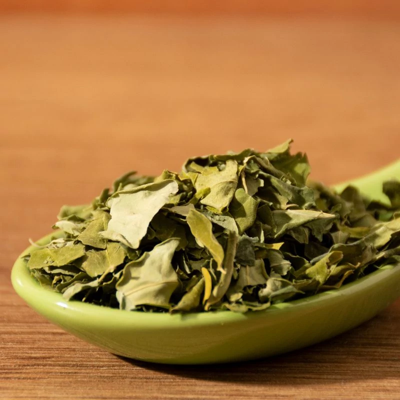 moringa noveny maradjegyensulyban