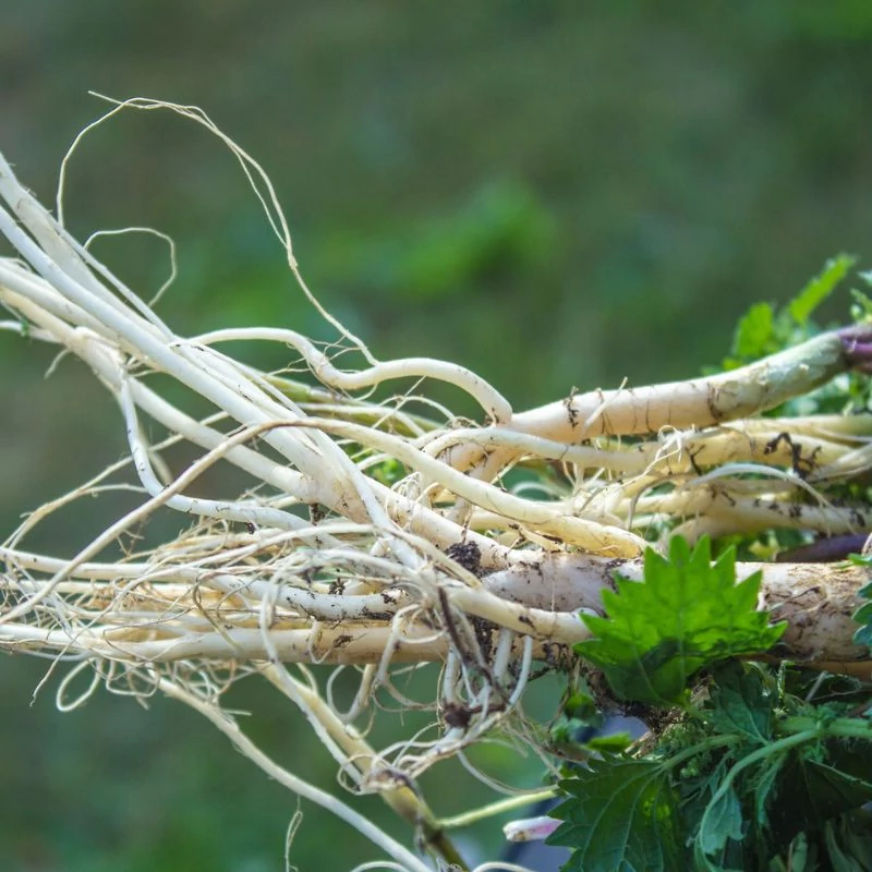 prostax novenyi kivonat maradjegyensulyban