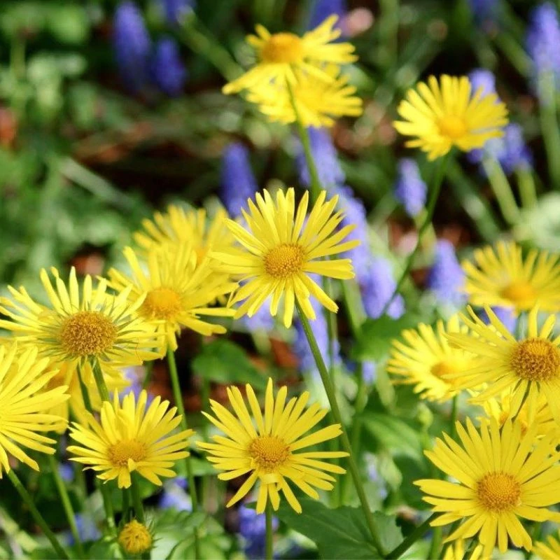 venoptim arnika maradjegyensulyban