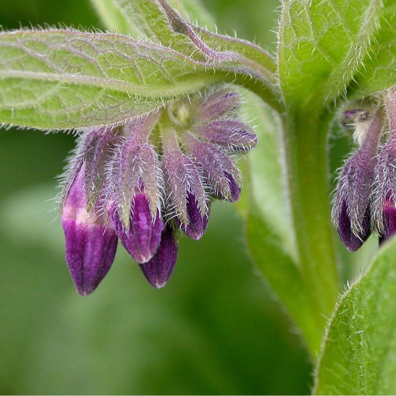 venoptim fekete nadalyto maradjegyensulyban