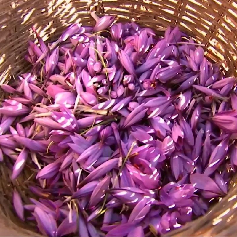 spanyol_safrany_kosarban maradjegyensulyban