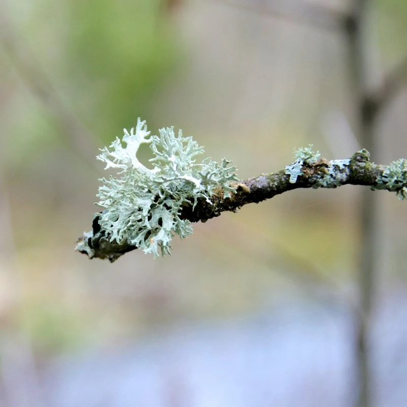 zinoshine_izlandi_zuzmo maradjegyensulyban